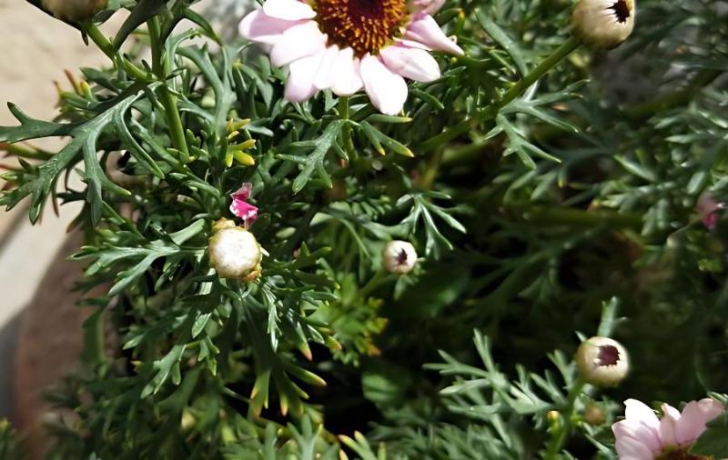 冬天在屋里种植花卉应该怎样保持温度和湿度？